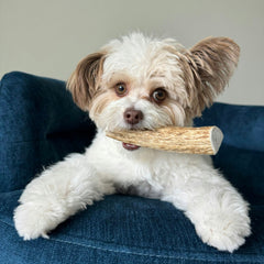 Elk Antler Dog Chews | All-Natural Whole and Split Elk Antler Chews for Dogs