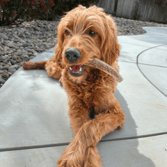Elk Antler Dog Chews | All-Natural Whole and Split Elk Antler Chews for Dogs